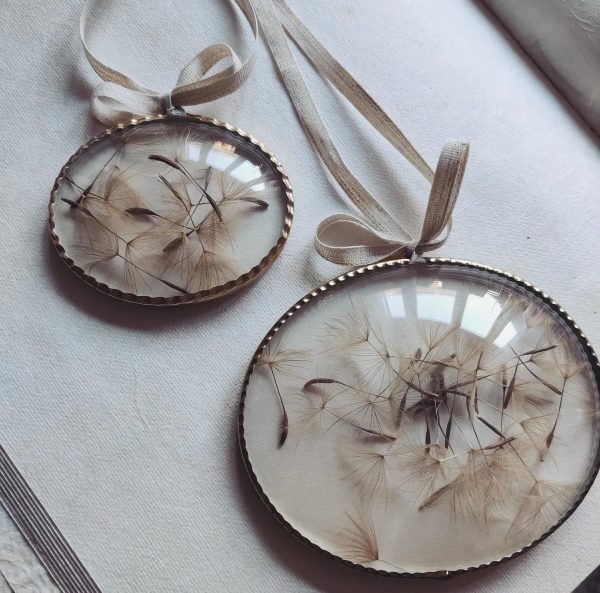 CONVEX SALSIFY (M)