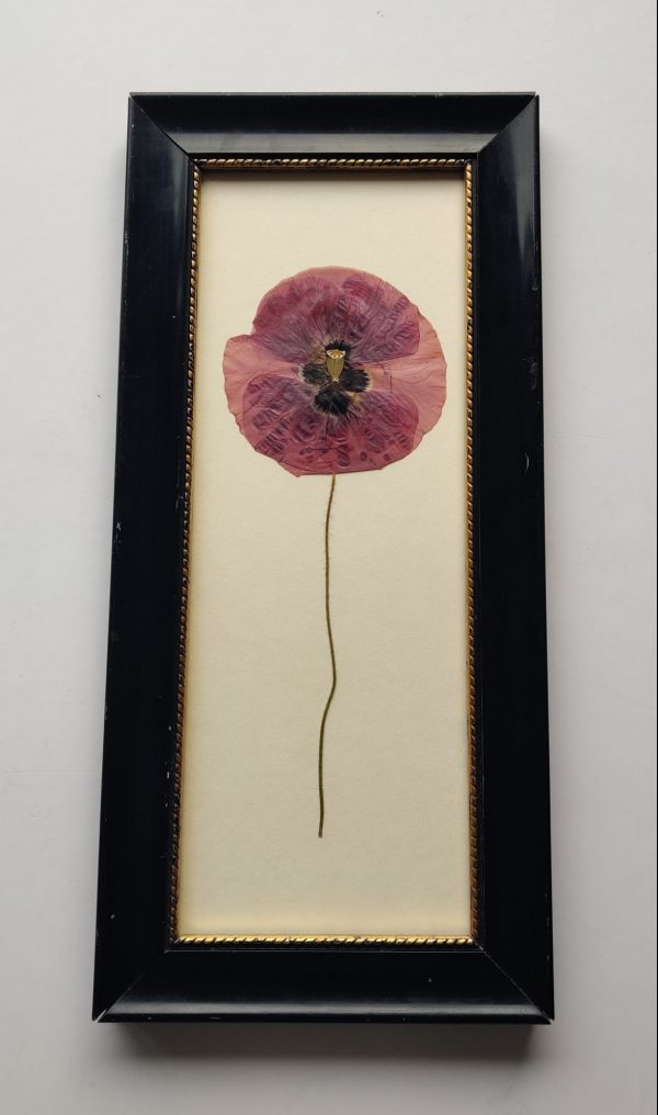 LARGE ELEGANT POPPY - Afbeelding 2