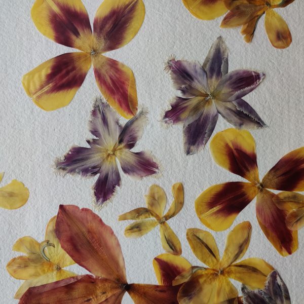 PETULIP - Afbeelding 3