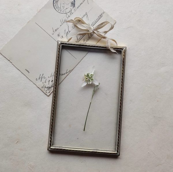 ANTIQUE SNOWDROP (S)