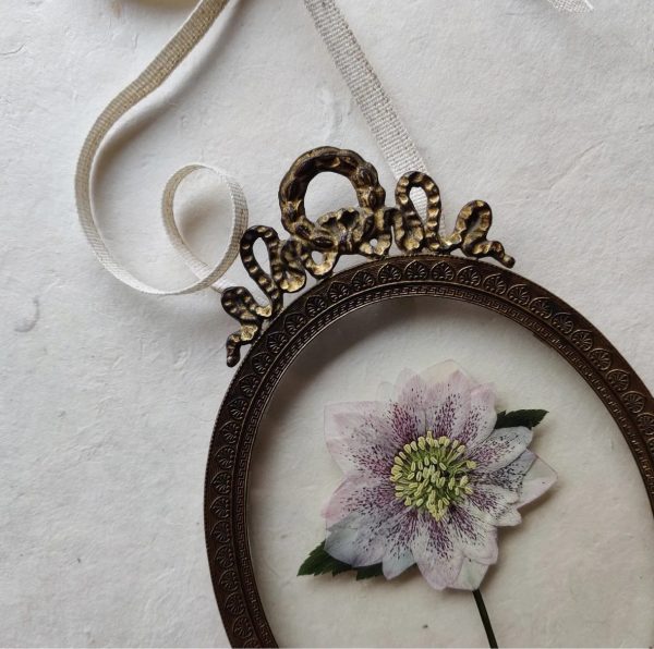 ANTIQUE BOW HELLEBORE (S)