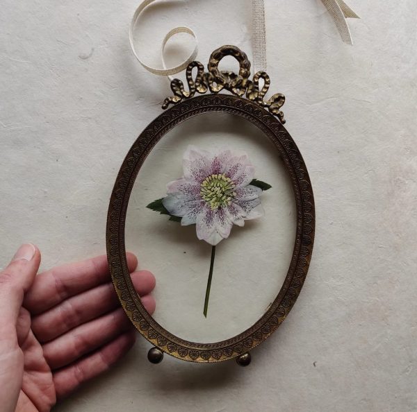 ANTIQUE BOW HELLEBORE (S) - Afbeelding 2