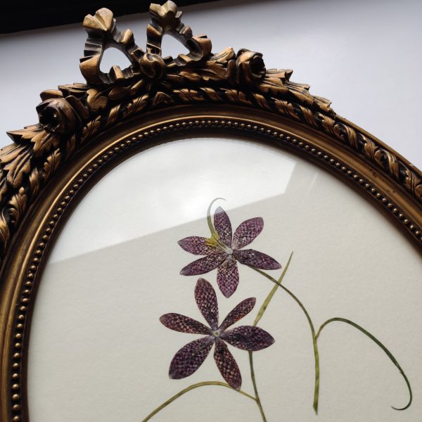 ANTIQUE BOW FRITILLARY - Afbeelding 2