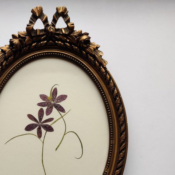 ANTIQUE BOW FRITILLARY - Afbeelding 3