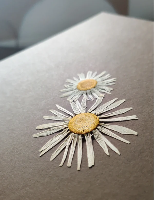 MARGUARITE DAISY AND CHAMOMILE - Afbeelding 5