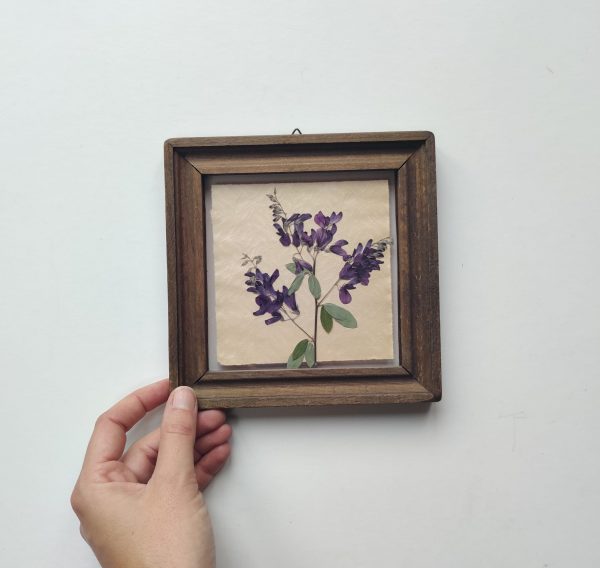 DUTCH TILE LESPEDEZA