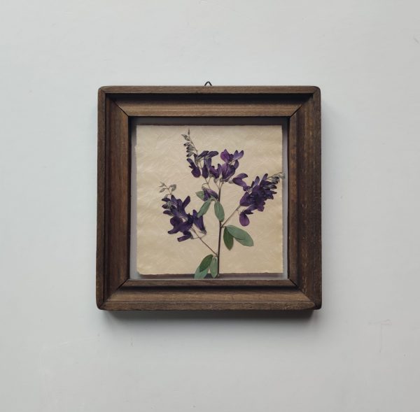 DUTCH TILE LESPEDEZA - Afbeelding 2