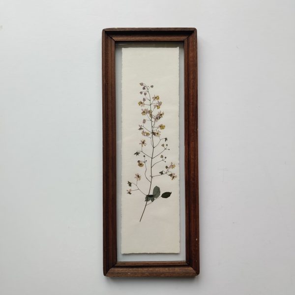 DUTCH TILE THALICTRUM (L)