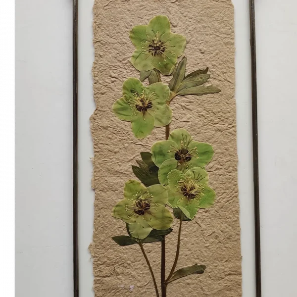 HANDMADE PAPER HELLEBORE (XL) - Afbeelding 2