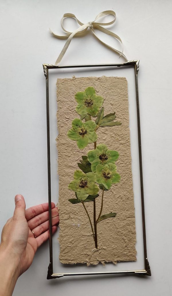 HANDMADE PAPER HELLEBORE (XL) - Afbeelding 3