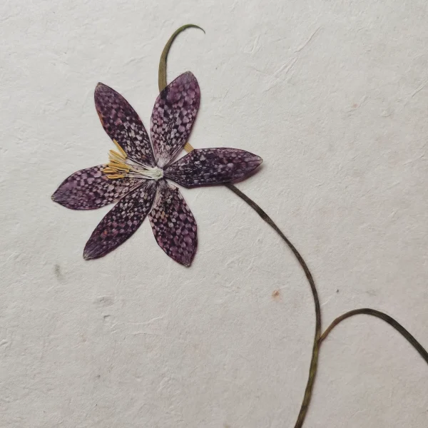 ANTIQUE BOW FRITILLARY - Afbeelding 4