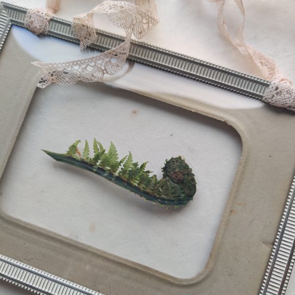 CURLY FERN (M) - Afbeelding 3