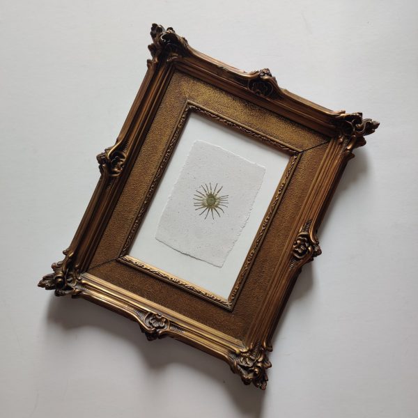 DANDELION STAR (L) - Afbeelding 3