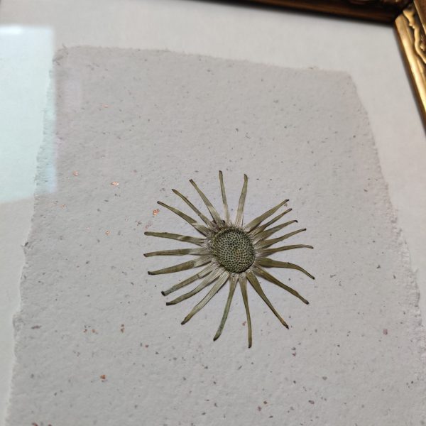 DANDELION STAR (L) - Afbeelding 2