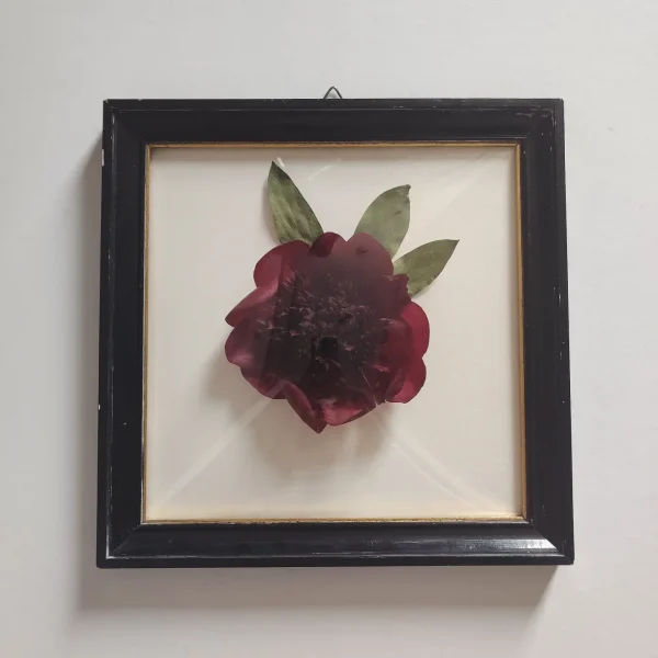 DREAMY PEONY  (L)