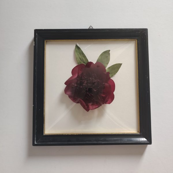 DREAMY PEONY  (L) - Afbeelding 4