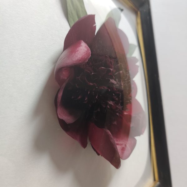 DREAMY PEONY  (L) - Afbeelding 3