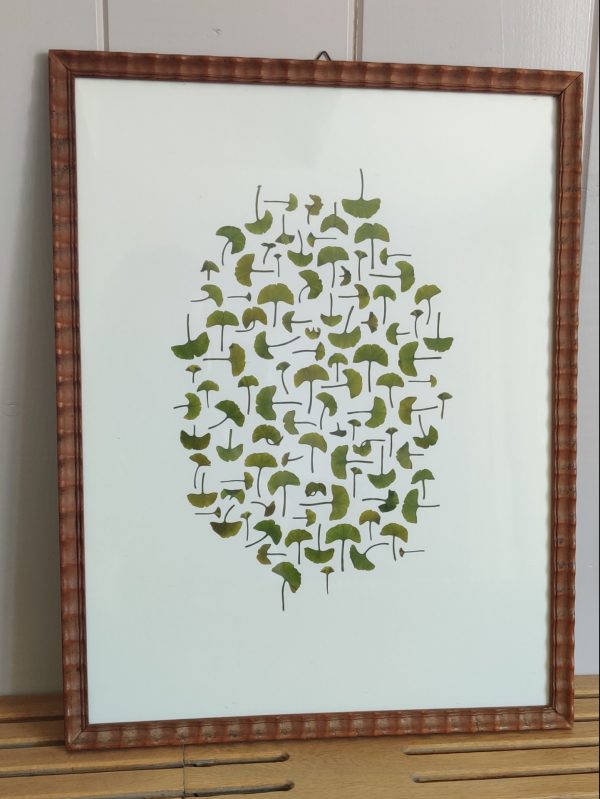 TINY GINKGO - Afbeelding 3