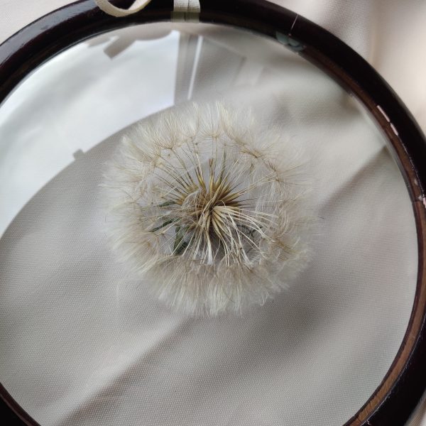 PAPPUS - Afbeelding 5
