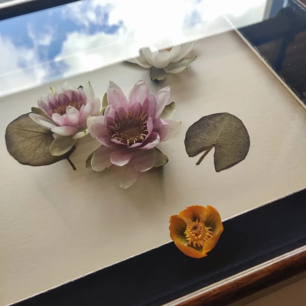 WATER LILY 3D BOX
