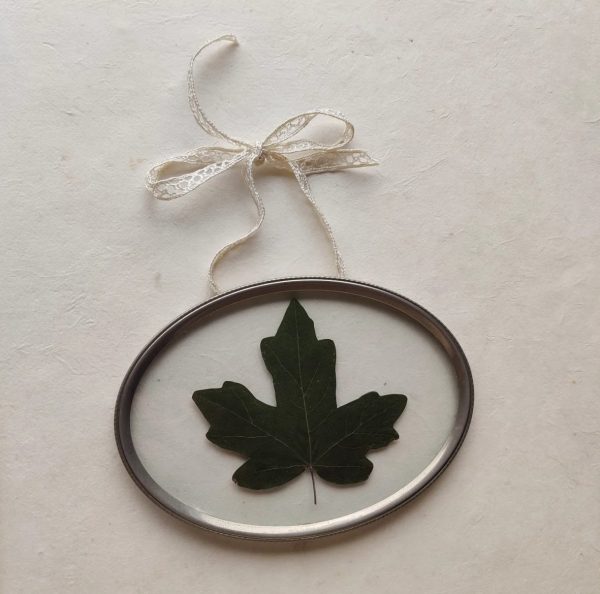 MAPLE LEAVE (S)