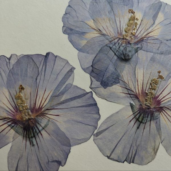 ANTIQUE HIBISCUS (XL) - Afbeelding 3