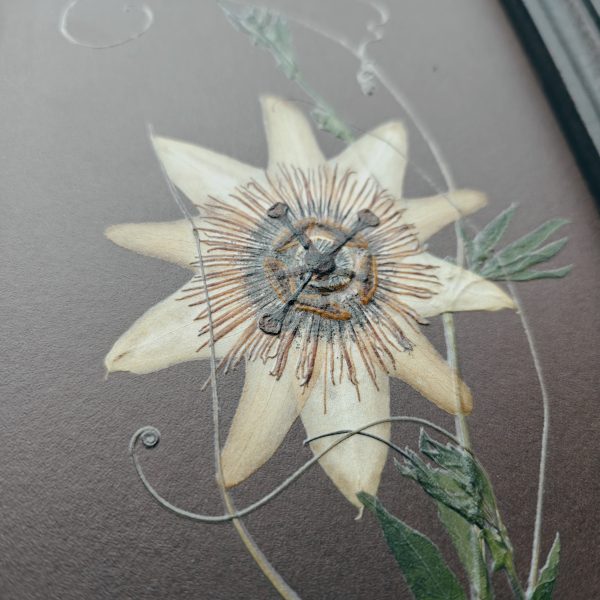 ELEGANT PASSIFLORA (M) - Afbeelding 3
