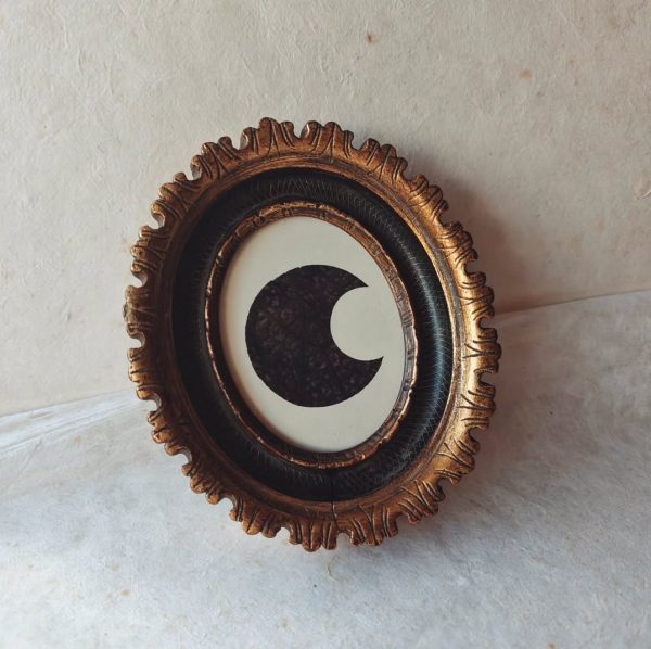 ARISTOLOCHIA MOON (S)