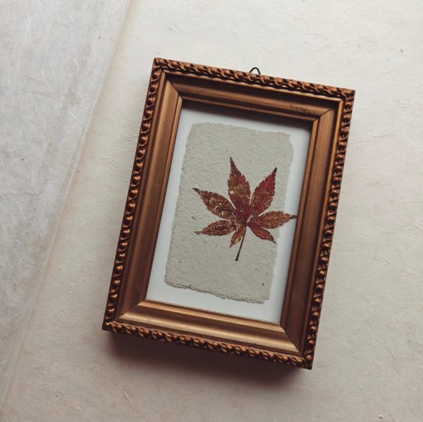 AUTUMN MAPLE