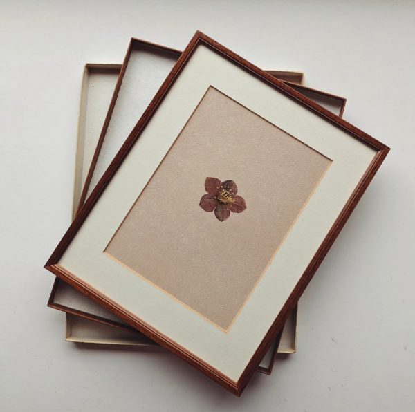 SIMPLE HELLEBORE (L)