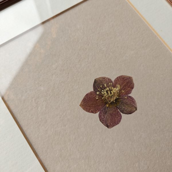 SIMPLE HELLEBORE (L) - Afbeelding 2