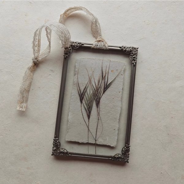 BARREN BROME (S)