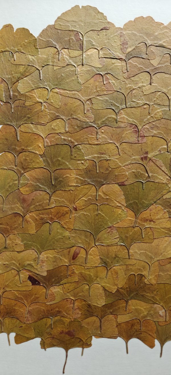 GOLDEN GINKGO - Afbeelding 5