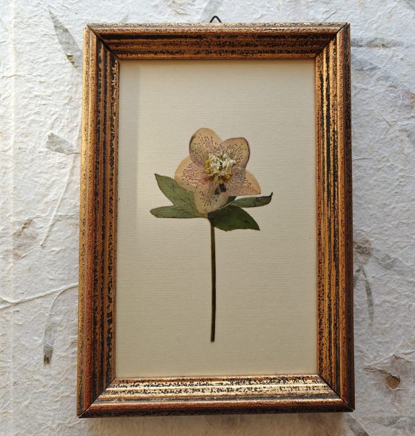 ANTIQUE HELLEBORE (M) - Afbeelding 3