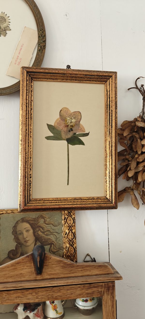 ANTIQUE HELLEBORE (M) - Afbeelding 2