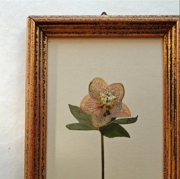 ANTIQUE HELLEBORE (M)