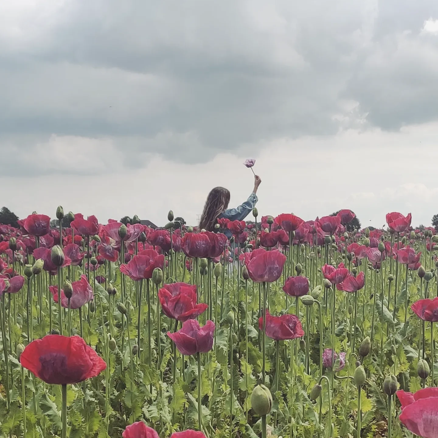 poppy foto