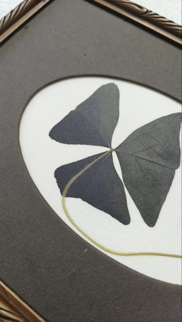 CLOVER PASSE PARTOUT (M) - Afbeelding 2